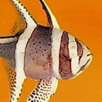 Jish Fish (@jish_fish) 's Twitter Profile