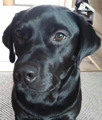 I'm Anakin, a black lab rescue living the dream in my forever home! 🐾🐾
                                                         Instagram at anakintheblacklab