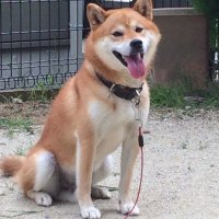 Hiro (@hirogreen8) Twitter profile photo