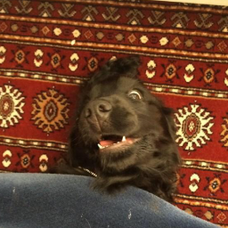 AlmaAmo's profile picture. 