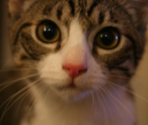 thecathudson's profile picture. I am a cat and I live in California.