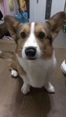 愛犬家