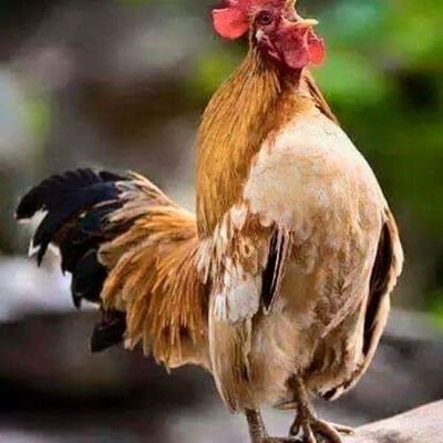 follow me if you like my tweet