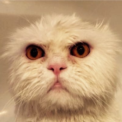 joaquimaamaral2's profile picture. 