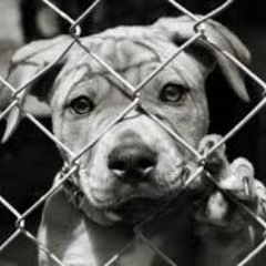 Petitioning to make spay and neutering a law. Help me reduce the amount of animals that end up in the pound.
