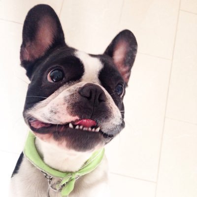 lycheefrenchie's profile picture. French Bulldog  living in Medellin.  Born 06/05/2014 Addicted to my red blanket, naps & selfies