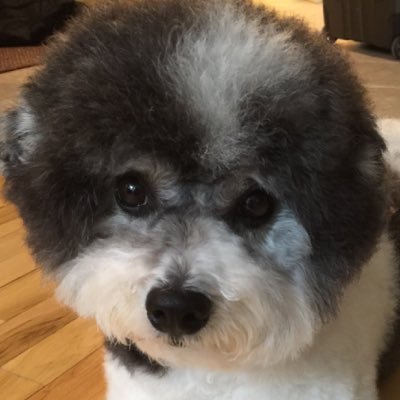 I'm a Bichon/JTR. Mama writes about us in books for children at https://t.co/6rOKs3FOcf. Like us on face book at https://t.co/4lo3sMOOmR. We'll do the same!❤️