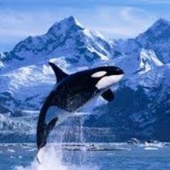 Animal rights. #seaworldsucks #Emptythetanks #freelolita #captivitykills #freemorgen
There is no humane way to kill animals!
OPEN YOUR EYES