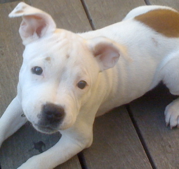 bcrowe's profile picture. Dog lover, Cleveland sports fan, gamer, designer at Nutanix.