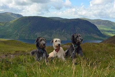 Cillawolfhound's profile picture. Irish Wolfhound & White Swiss Shepherd Breeders.    Trustworthy Pet Food & Natural Treats delivered across the UK