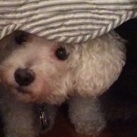 Amy Shier Stevens (@amala5210) 's Twitter Profile