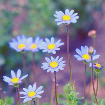 「ひなぎく」or「るり」♡生まれたての雛アカウント♡【雛菊団】団長♡入団方法は固定ツイート見てね♡可愛いモノを広めていきます♡絵描きます♡カワイイが大好き!♡濃い絡み希望♡育ててください♡