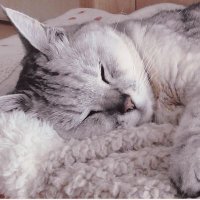 ねこです (@neko3cat7) 's Twitter Profile Photo