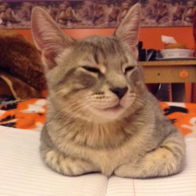 kittygirl8812's profile picture. 