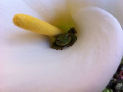 nicheraco's profile picture. 