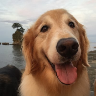 Merylmama かわいい ゴールデンレトリバー ゴールデンレトリーバー Goldenretriever オッティ ふわもこ部 いぬバカ部 Pecoいぬ部 クリスマスとレグザ 壁紙に使ってもいいよ 壁紙にすると幸せになるよ T Co Ioqk8cwifa T Co