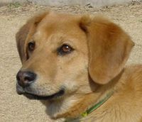 Shoudano's profile picture. 