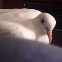 Richard (@rmabennett) 's Twitter Profile