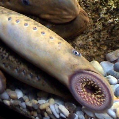 FeelMyWork's profile picture. Seamos todos amigos de las lampreas marinas.