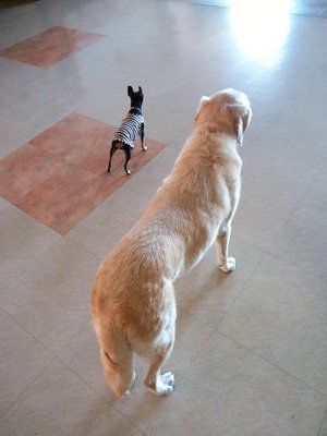 naoko_0202's profile picture. インスト音楽、ドラマや映画の曲、弦楽器、吹奏楽、ピアノ、森山直太朗、生のライブ、大型犬、よさこいほにや、おとうさんといっしょのシュッシュとポッポ、大好きです♪