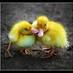 anjana p nair (@anjanapnair) Twitter profile photo anjana p nair (@anjanapnair) Twitter profile photo