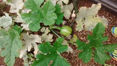 LiljaThreeFours's profile picture. The purpose of this account is the inform the families of our students on classroom goings-on.