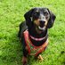 Wilma the Wiener (@wilmatheweiner) Twitter profile photo Wilma the Wiener (@wilmatheweiner) Twitter profile photo