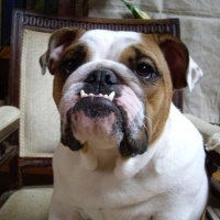 Paquito (@paquitobahamon2) 's Twitter Profile