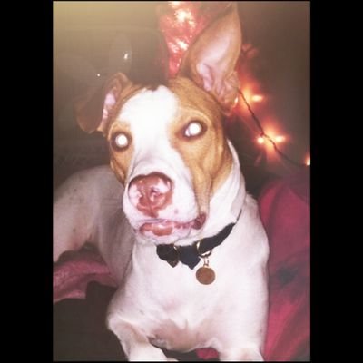 Kensey | New Years Puppy | Will trade toys for stuff | Mom always yells at me. | How do you open doors?