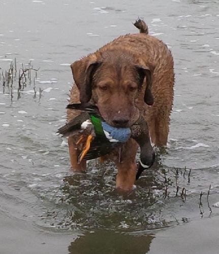 Enjoy hitting, waterfowl hunting and old Chesapeake Bay retrievers....
