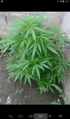 valentiincarri1's profile picture. 