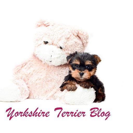 DerYorkieBlog's profile picture. Der Yorkshire Terrier Hundeblog ist der Treffpunkt im Netz für alle Liebhaber dieser tollen Rasse und solche, die es noch werden wollen.
