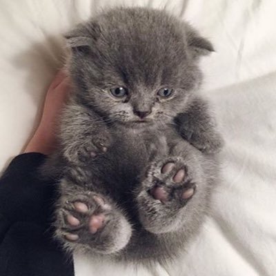 ScrubyKat's profile picture. Main: @SaltyKats