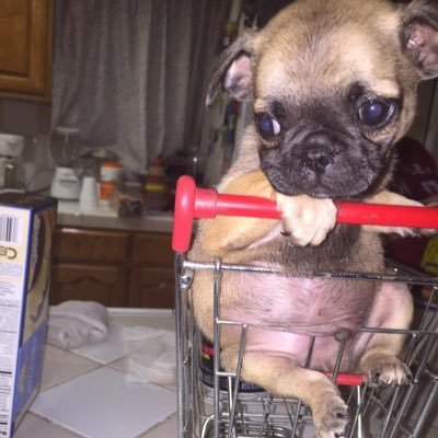 therapyanimall's profile picture. dogs are the happiness we all need