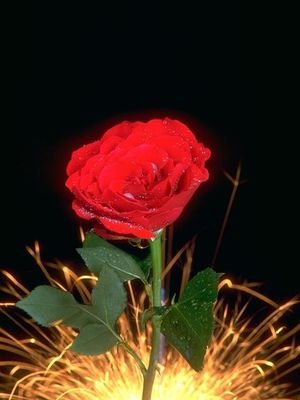 MdMilonMahmud14's profile picture. একটি প্রকৃত ভালবাসা হতে পারে দৈহিক অথবা ঐশ্বরিক| সত্য ভালবাসা হচ্ছে এমন কিছু যা শাশ্বত ও অধিক শান্তিপূর্ণ