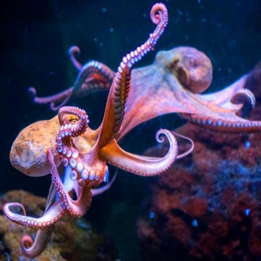 Putting a latin plural on a greek word would be pretty pompous and dumb, right?

It's octopuses. Not octopi.

(Octopodes if you want to keep the pompous part)