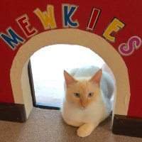 札幌 猫カフェ ミューキーズ (@mewkies_) 's Twitter Profile
