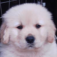 おしげ (@takaha_shige) 's Twitter Profile Photo