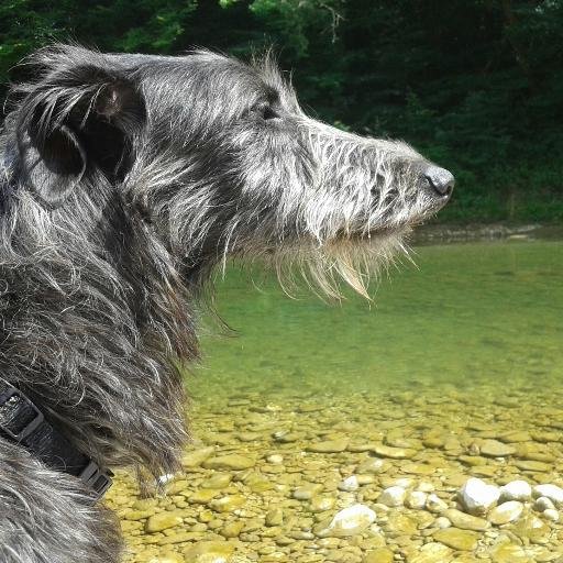 #RRA #emploi #deerhound 
Mes tweets n'engagent que moi !