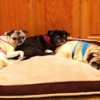 Janie Huddleston - @PugMama60 Twitter Profile Photo