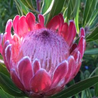 Eureta Rosenberg (@euretarose) 's Twitter Profile