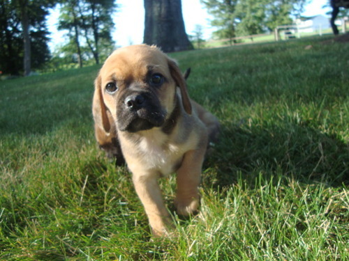 CutePuggle's profile picture. We are a small puggle breeder in Ohio.