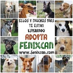 Centro de acogida de perros abandonados en Guadarrama. Para más información MD o pásate a visitarnos y nos conocemos!