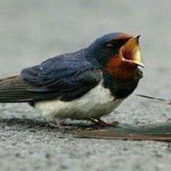 amammoujosephe2's profile picture. 