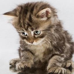 kittensreact's profile picture. 