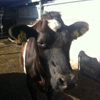 herbshus (@herbshus) Twitter profile photo