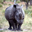 neshornet's profile image