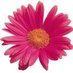 Linda Grolnic (@lgrolnic511) Twitter profile photo Linda Grolnic (@lgrolnic511) Twitter profile photo