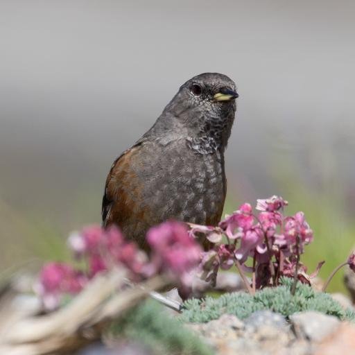 かなり広大な長野県の　南半分のそのまた西半分位のエリアを日常のフィールドにして、ボチボチ歩きながらプチプチつぶやいています。