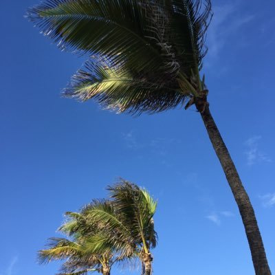 _jsiskind's profile picture. CLETUS 'n the Army Awreetus defend their turf by marching to a nearby hummock and playing a shuffle.